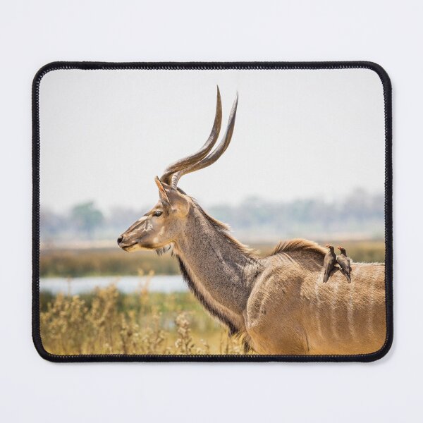 Item preview, Greater kudu (Tragelaphus strepsiceros) with oxpeckers designed and sold by Graham Prentice.