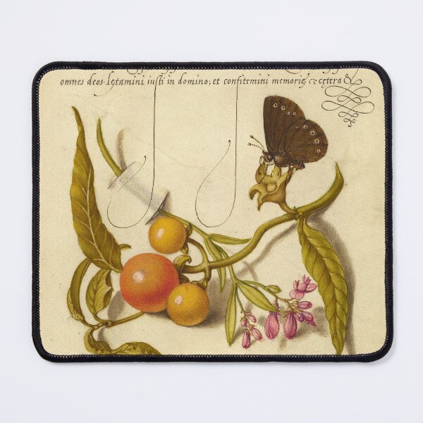 Item preview, Naturalist Manuscript:Butterfly, Plants, and Calligraphy Illumination by Joris Hoefnagel designed and sold by Naturalist Prints.
