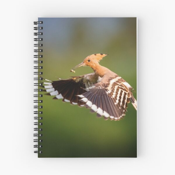Item preview, Hoopoe (Upupa epops) in flight designed and sold by Graham Prentice.
