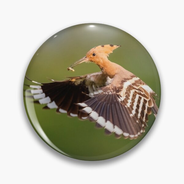Item preview, Hoopoe (Upupa epops) in flight designed and sold by Graham Prentice.