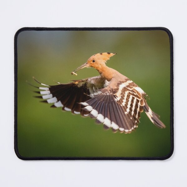 Item preview, Hoopoe (Upupa epops) in flight designed and sold by Graham Prentice.