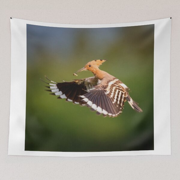 Item preview, Hoopoe (Upupa epops) in flight designed and sold by Graham Prentice.