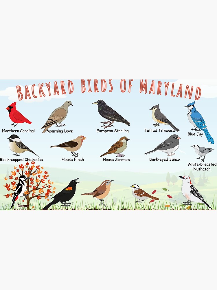Thumbnail 6 of 6, Coffee Mug, Backyard birds of Maryland designed and sold by AndyMcBird.