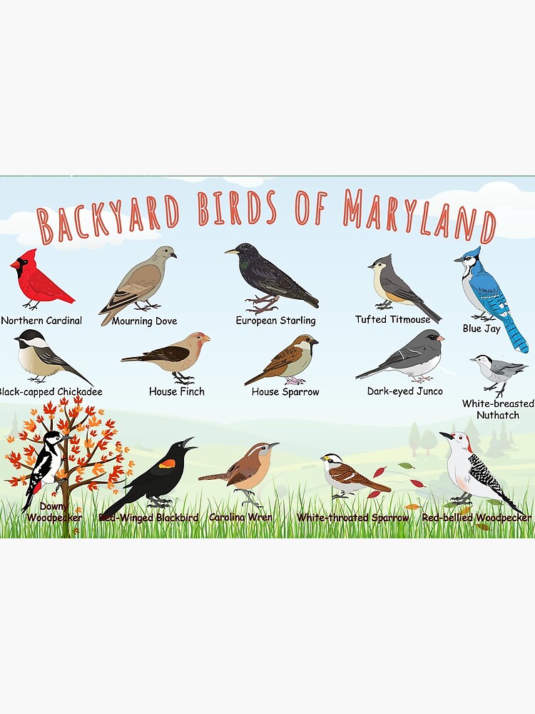Thumbnail 2 of 2, Art Board Print, Backyard birds of Maryland designed and sold by AndyMcBird.