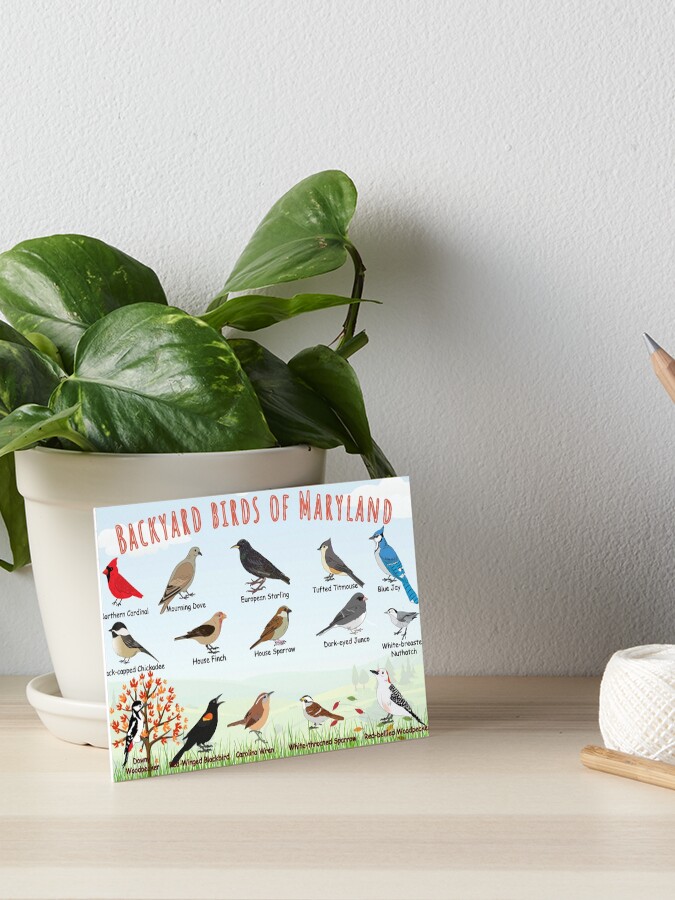 Thumbnail 1 of 2, Art Board Print, Backyard birds of Maryland designed and sold by AndyMcBird.