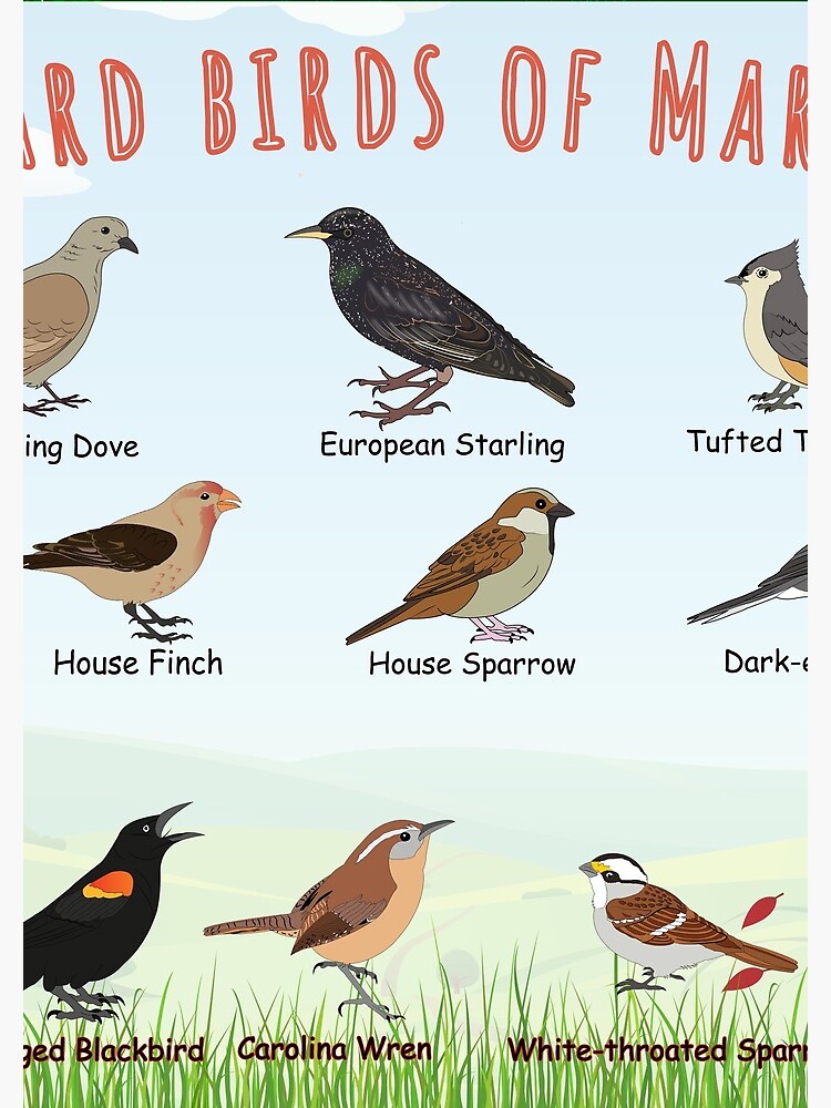 Thumbnail 3 of 3, Journal, Backyard birds of Maryland designed and sold by AndyMcBird.