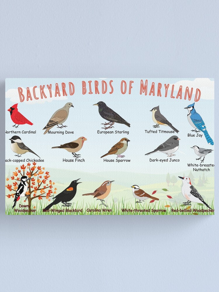 Thumbnail 2 of 3, Canvas Print, Backyard birds of Maryland designed and sold by AndyMcBird.