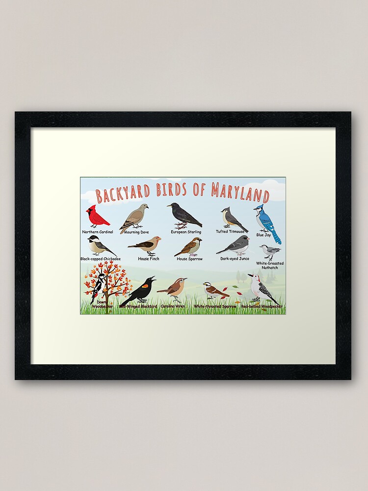 Thumbnail 2 of 7, Framed Art Print, Backyard birds of Maryland designed and sold by AndyMcBird.