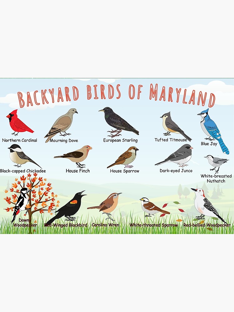 Thumbnail 3 of 3, Art Print, Backyard birds of Maryland designed and sold by AndyMcBird.