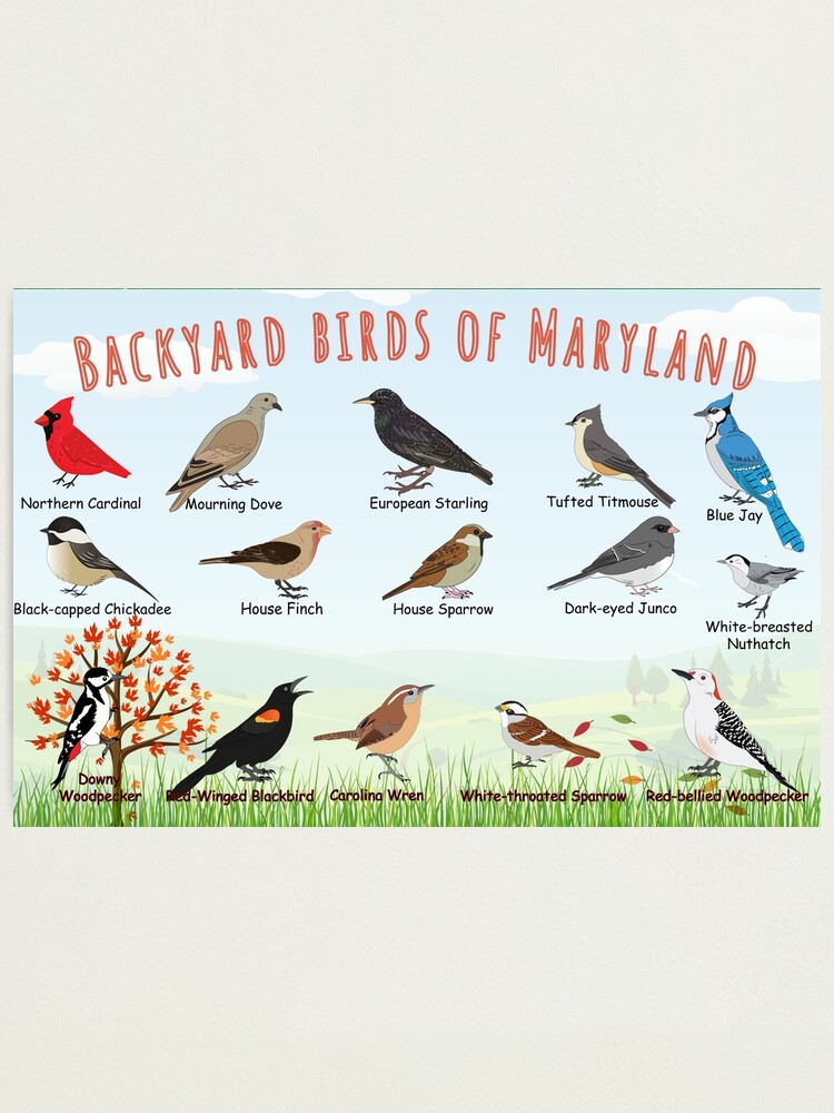 Thumbnail 2 of 3, Photographic Print, Backyard birds of Maryland designed and sold by AndyMcBird.