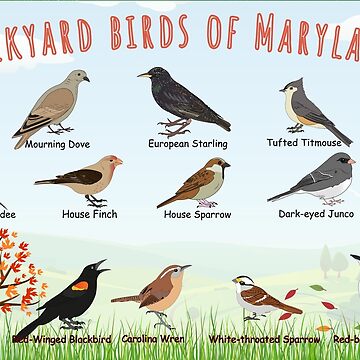 Artwork thumbnail, Backyard birds of Maryland by AndyMcBird