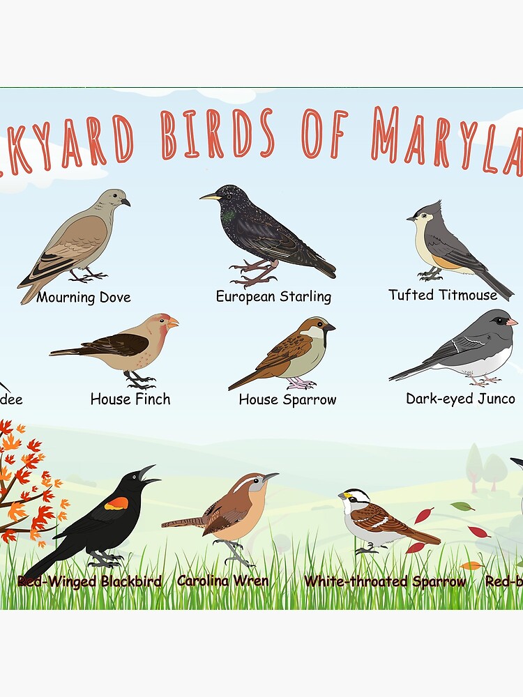 Thumbnail 4 of 4, Clock, Backyard birds of Maryland designed and sold by AndyMcBird.