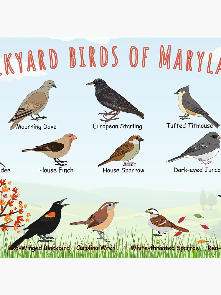 Thumbnail 4 of 4, Pillow, Backyard birds of Maryland designed and sold by AndyMcBird.