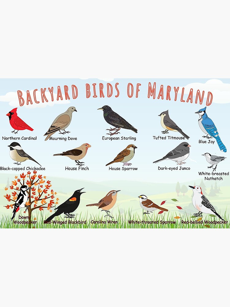 Thumbnail 2 of 2, Laptop Sleeve, Backyard birds of Maryland designed and sold by AndyMcBird.