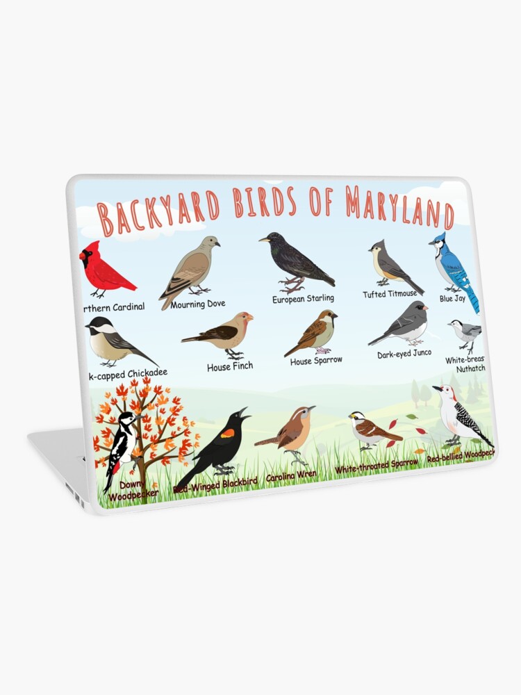 Thumbnail 1 of 2, Laptop Skin, Backyard birds of Maryland designed and sold by AndyMcBird.