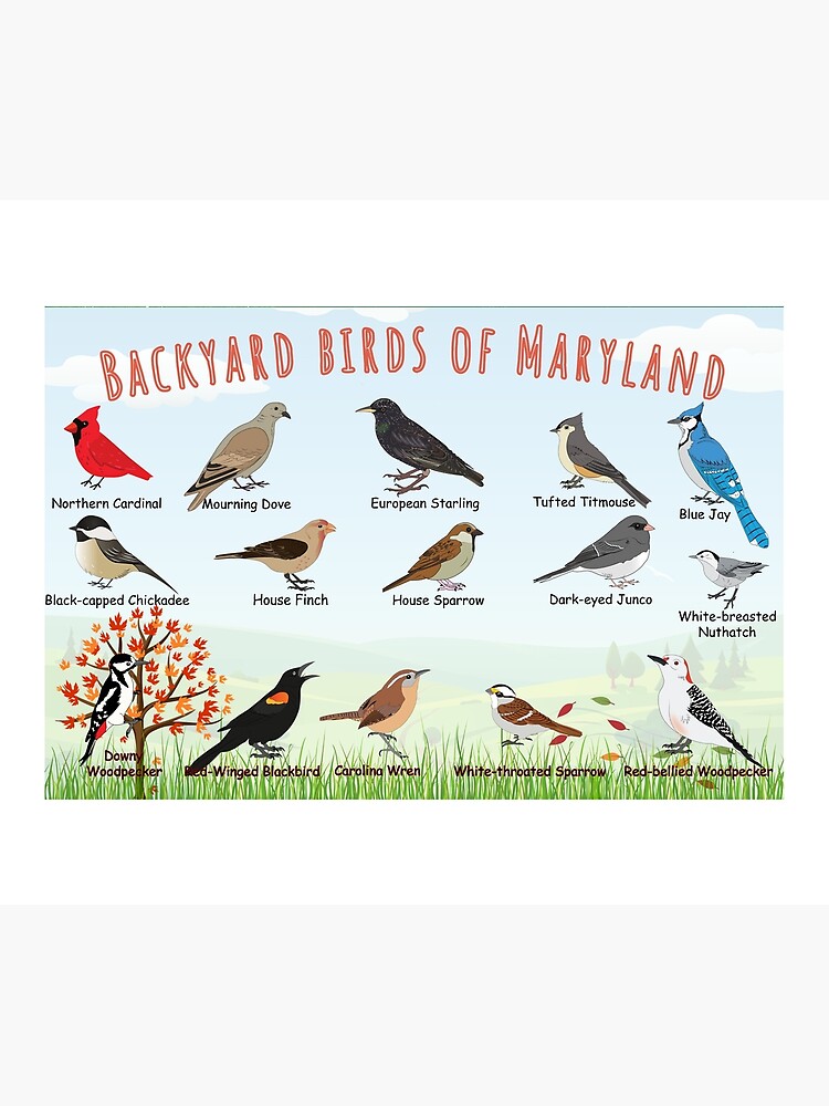 Thumbnail 2 of 2, Duvet Cover, Backyard birds of Maryland designed and sold by AndyMcBird.
