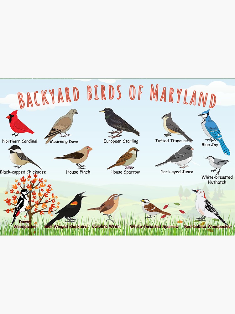 Thumbnail 3 of 3, Magnet, Backyard birds of Maryland designed and sold by AndyMcBird.