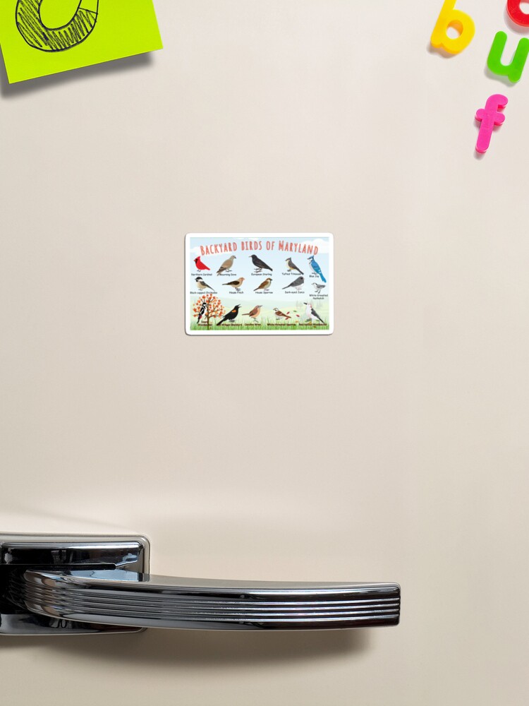 Thumbnail 1 of 3, Magnet, Backyard birds of Maryland designed and sold by AndyMcBird.