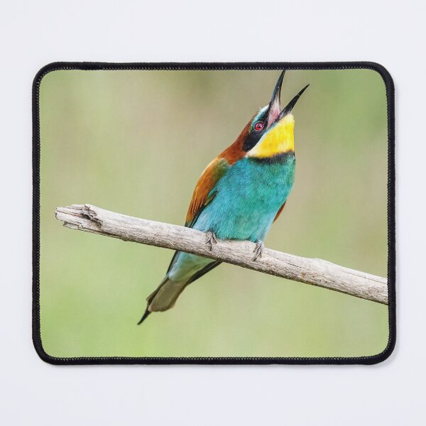 Item preview, European bee-eater (Merops apiaster) designed and sold by Graham Prentice.