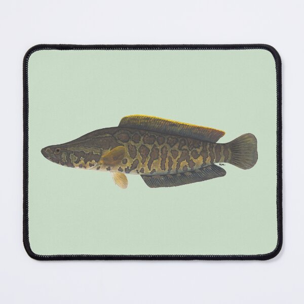 Item preview, Northern snakehead (Channa argus) designed and sold by LeakyCanoeArt.