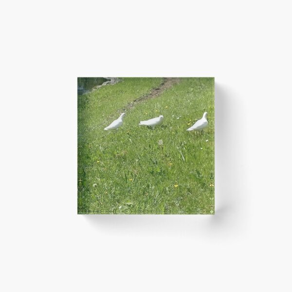 Item preview, White Doves in Bad Elster designed and sold by Dreammkd.