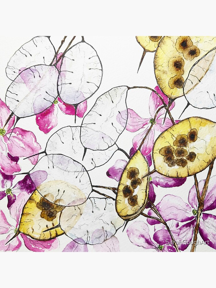 Thumbnail 3 of 3, Sticker, Honesty 'Lunaria Annua' Penny Flower Watercolour designed and sold by SarahGoughArt.