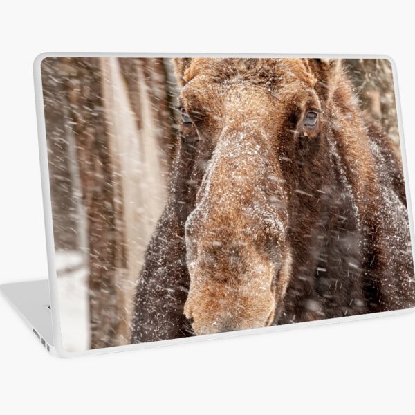 Macbook Air 13" (2015)