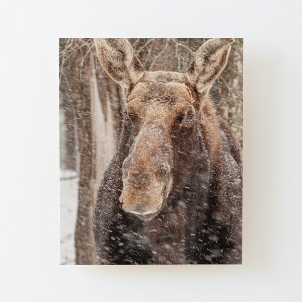 Wood Mounted Print