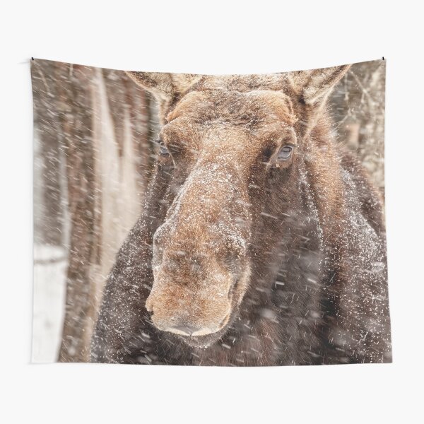 Tapestry