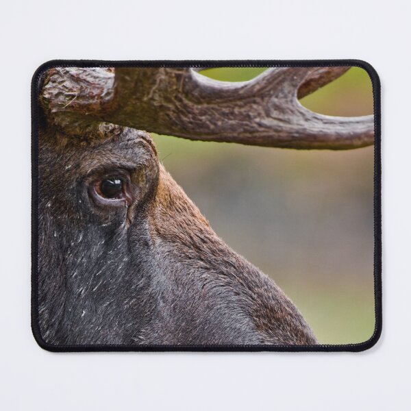 Item preview, Bull Moose designed and sold by Michael Cummings.