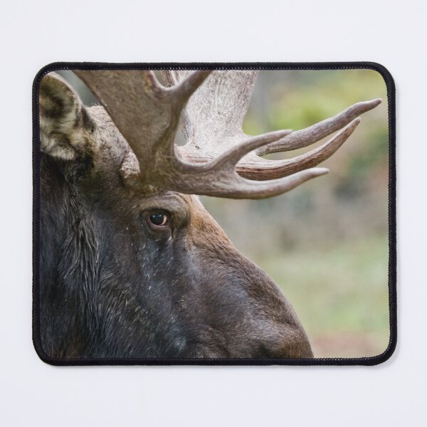 Item preview, Bull Moose designed and sold by Michael Cummings.