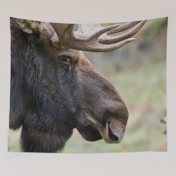 Item preview, Bull Moose designed and sold by Michael Cummings.