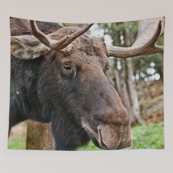 Item preview, Young Bull Moose designed and sold by Michael Cummings.