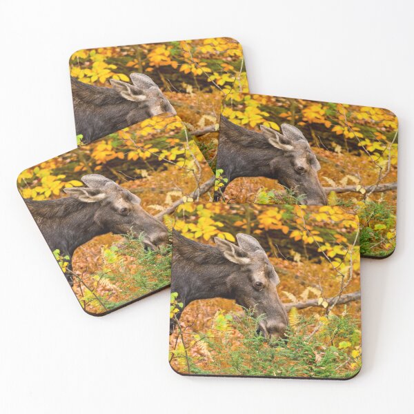 Item preview, Female Moose designed and sold by Michael Cummings.