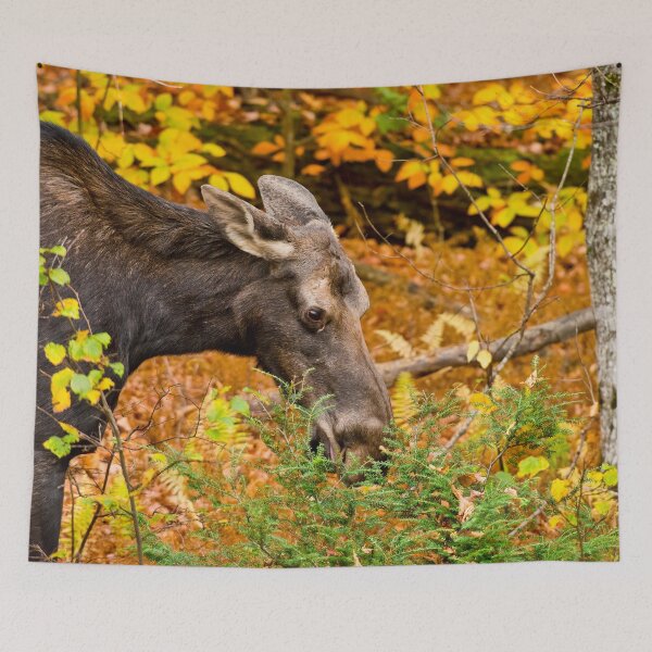 Item preview, Female Moose designed and sold by Michael Cummings.