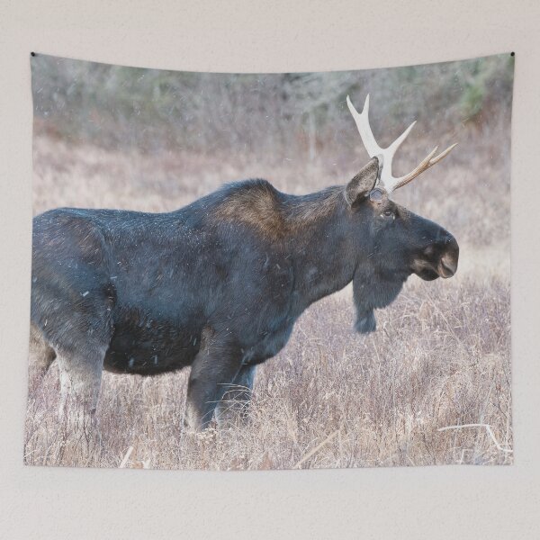 Item preview, Bull Moose designed and sold by Michael Cummings.