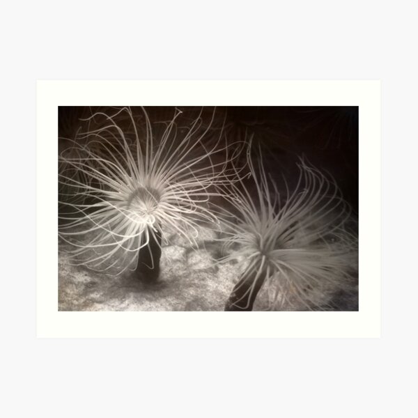 Sea Anemones Art Print
