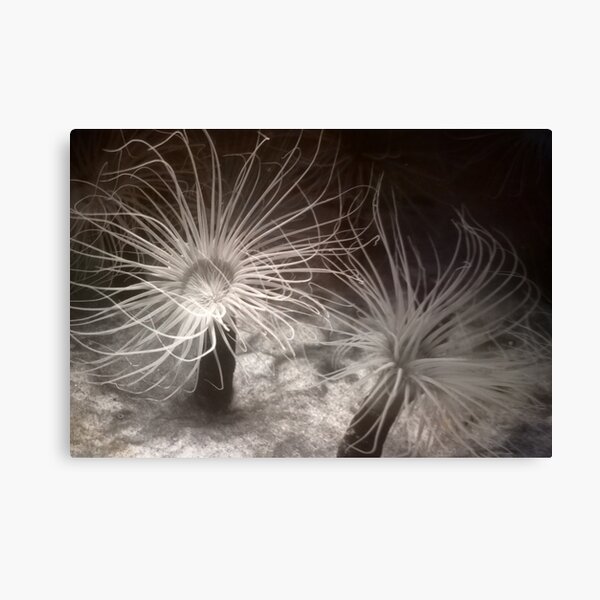 Sea Anemones Canvas Print