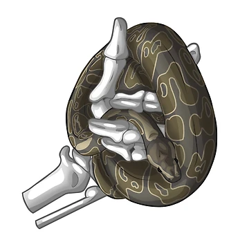 Artwork thumbnail, Ball Python In Skeleton Hand Design by AMackInCheese
