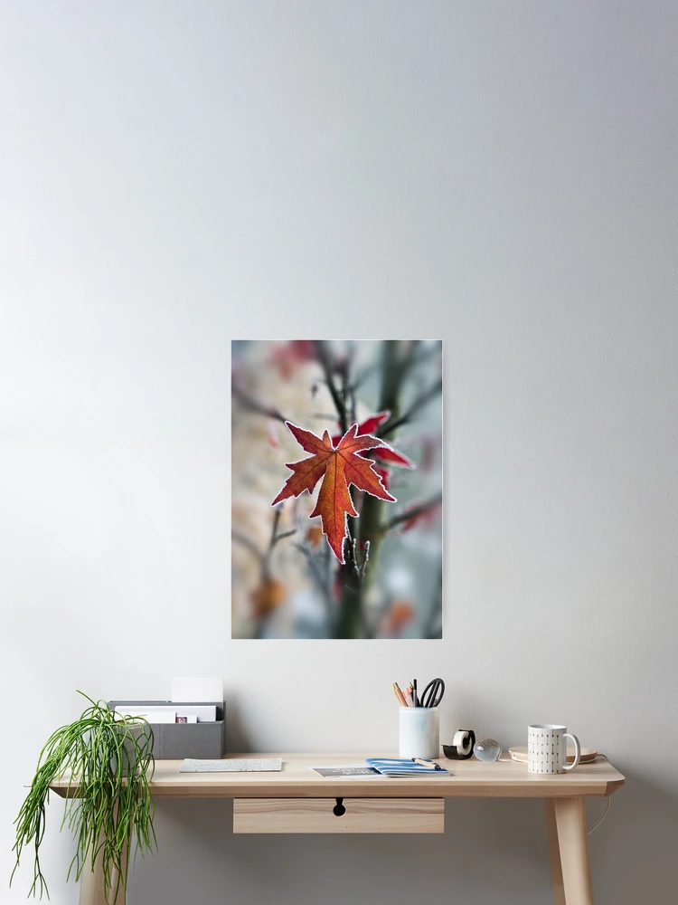 Thumbnail 2 of 3, Poster, Maple In Frost designed and sold by Graham Prentice.