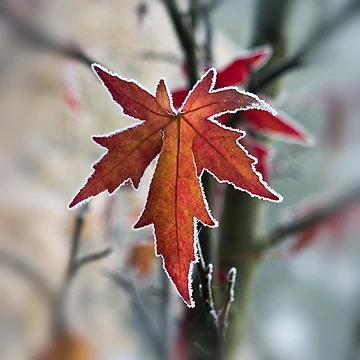 Artwork thumbnail, Maple In Frost by Graham Prentice