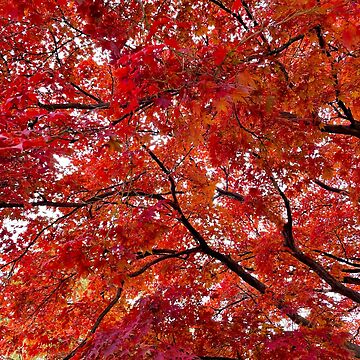 Artwork thumbnail, Vibrant Red Japanese Maple by thepinkwoobie