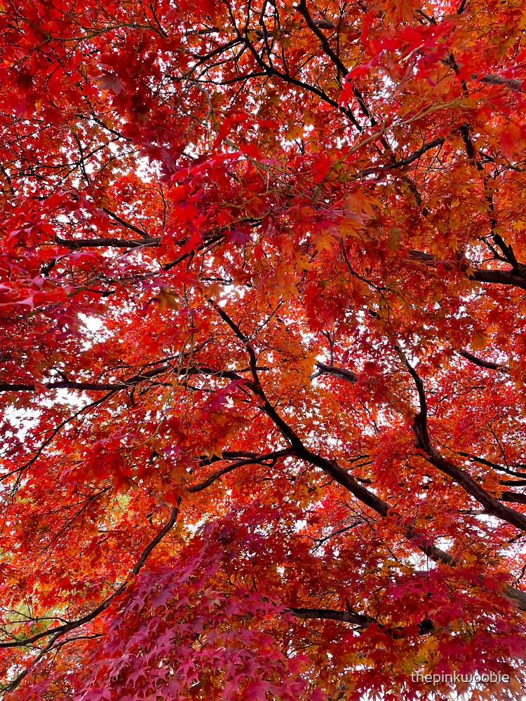 Vibrant Red Japanese Maple  by thepinkwoobie