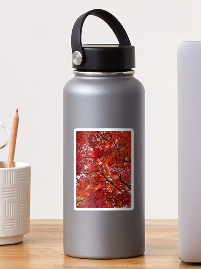 Thumbnail 1 of 3, Sticker, Vibrant Red Japanese Maple designed and sold by thepinkwoobie.