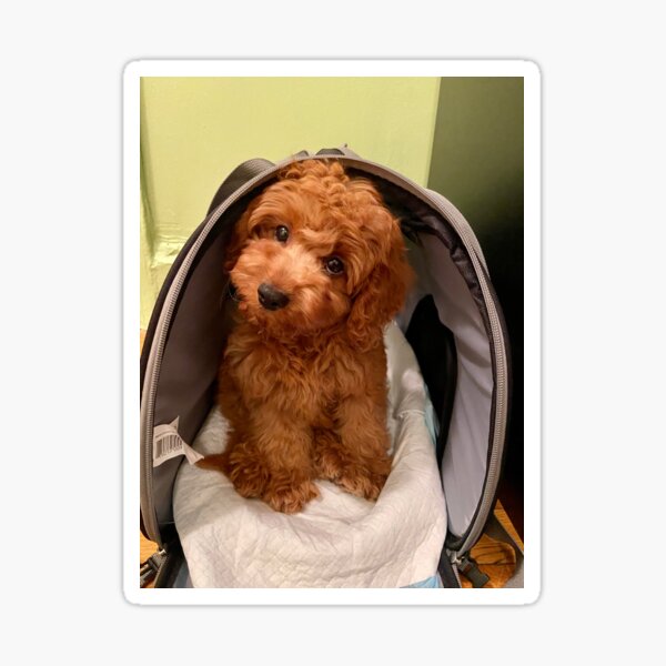 I love cavapoo  Sticker