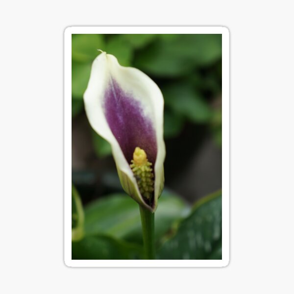 Purple Lily Sticker