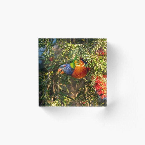 Item preview, Rainbow Lorikeet  designed and sold by Geoffaus.