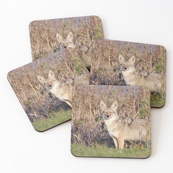 Item preview, Samish Flats Coyote designed and sold by Tom Talbott.