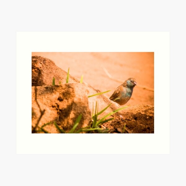 Blue Waxbill (2) Art Print