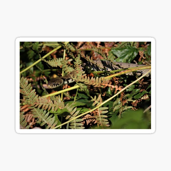 Item preview, Grass snake - Natrix helvetica designed and sold by Christian Moss.